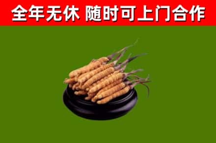 唐山回收冬虫夏草